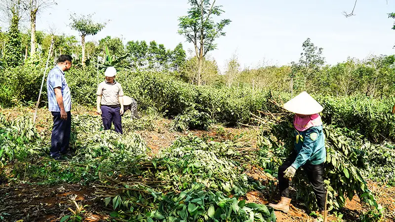 Ở một nơi của Quảng Trị, dân trồng thứ cây tốt um trên đồi, hễ cắt là bán được giá hời