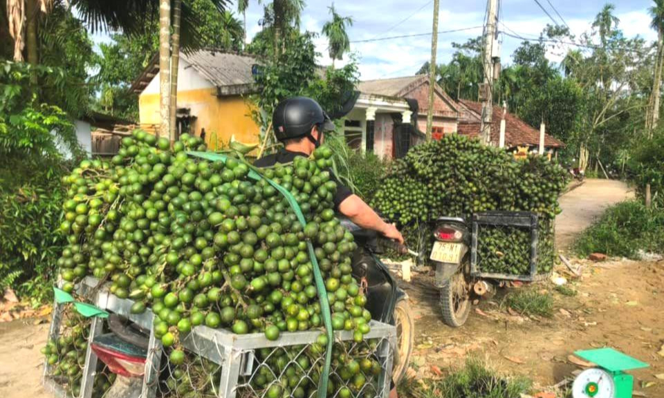 Quả cau non như thế nào sẽ được thương nhân Trung Quốc ưa chuộng, mua giá cao?