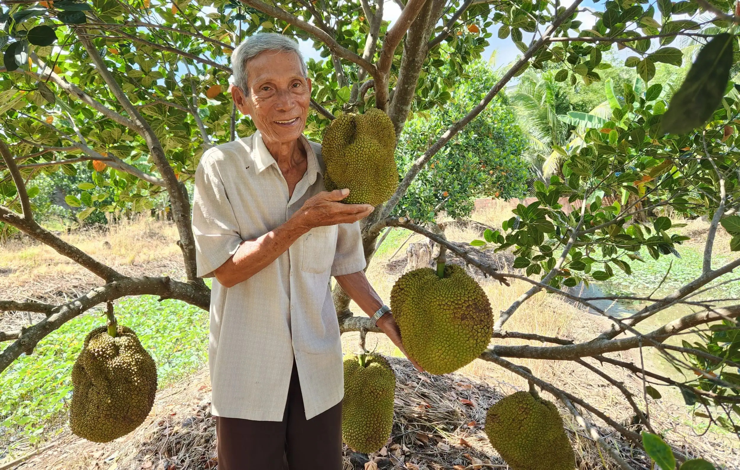 Trồng mít lạ, quả bự lại chả có hạt, ông nông dân Cần Thơ bán kiểu gì mà có tiền tỷ, nổi tiếng xa gần?