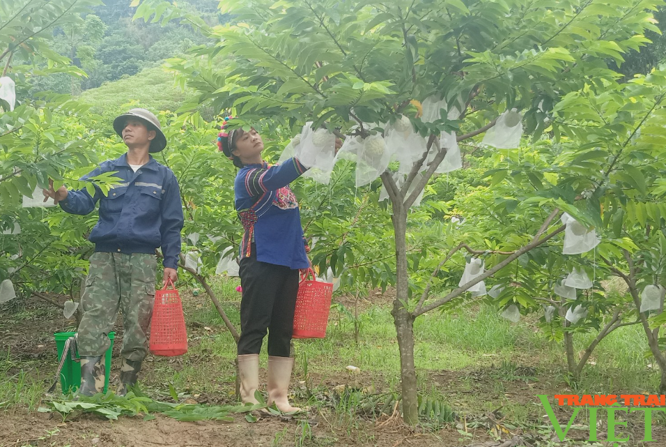 Trồng na ra quả trái vụ, một nông dân ở Lào Cai thu lời hàng trăm triệu/năm