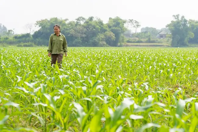 10 năm giống ngô chuyển gen được đưa vào trồng, năng suất ngô ở Việt Nam được cải thiện ra sao?