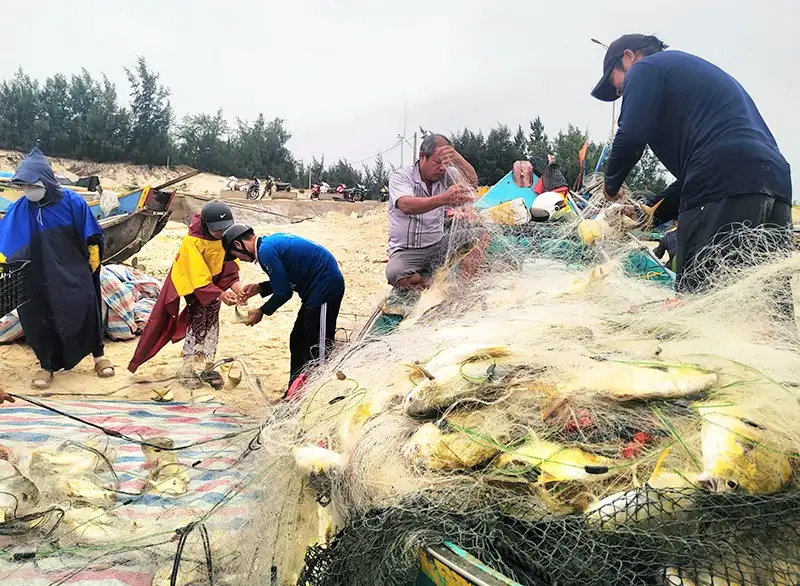 Bắt trúng luồng cá chim vây vàng, toàn con to bự, các chủ tàu Quảng Bình bất ngờ cầm khoản tiền to