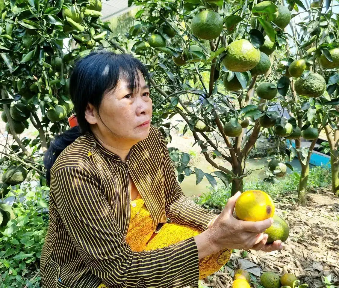 Cam sành Trà Vinh quả to, quả già thế này mà bán rẻ như cho, chỉ có 2.000 đồng/kg, thương lái đi đâu?