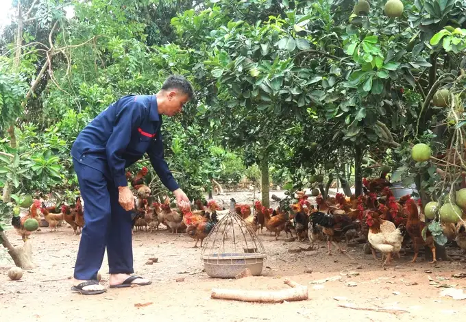 Chăn nuôi an toàn sinh học, bảo vệ sức khỏe đàn vật nuôi