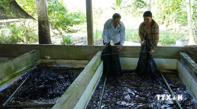 Con đặc sản nuôi dày đặc ở bể xi măng đang tăng giá tốt ở Kiên Giang, ông bán con giống nói câu bất ngờ