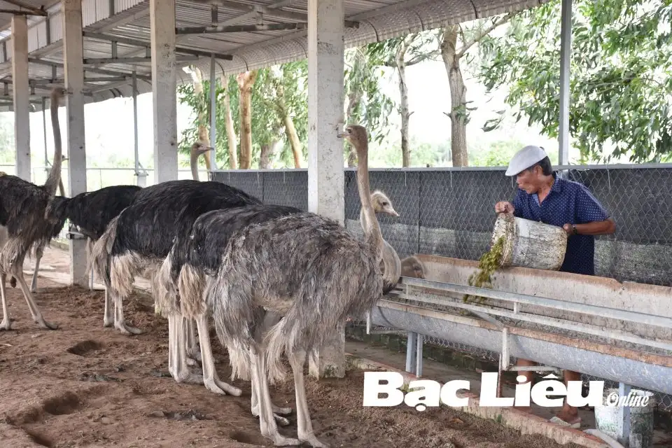 Con vật khổng lồ này là chim mà nuôi như gà, ông nông dân Bạc Liêu bán 1 con giống cao nhất 2,8 triệu đồng