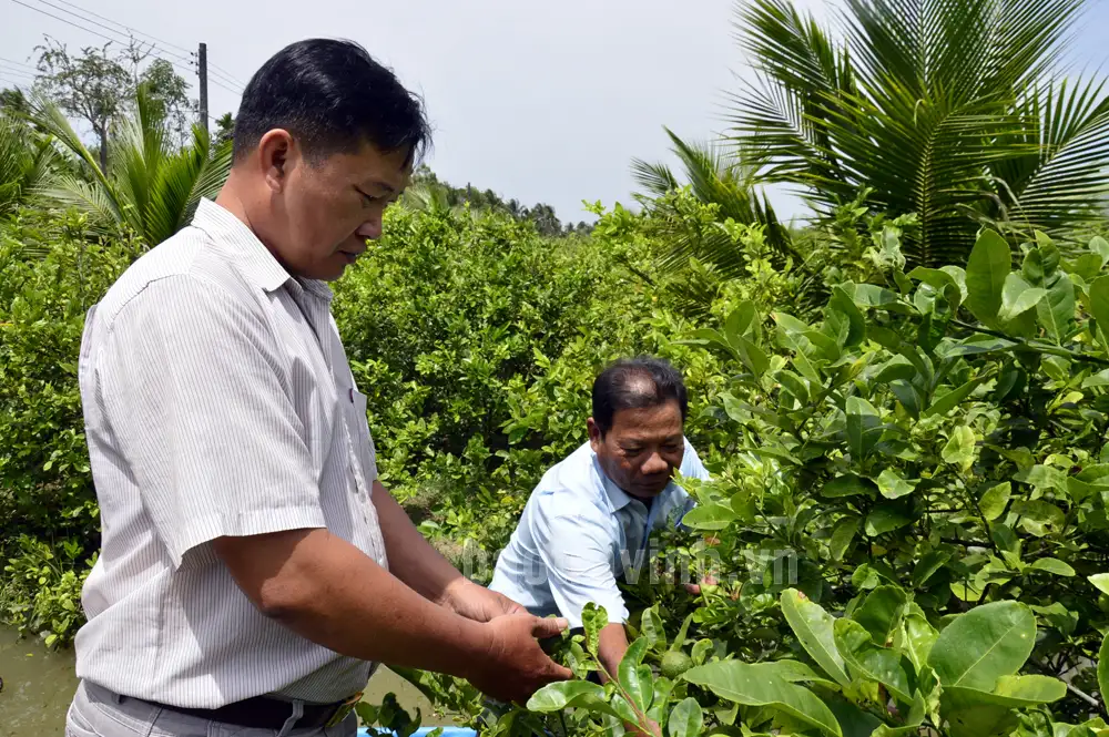 Danh sách dài các loại trái cây đang tăng giá tốt ở Trà Vinh, nhà nào cắt bán là trúng