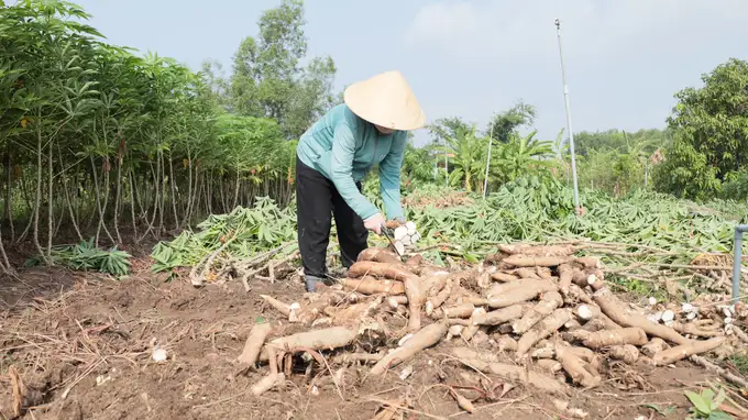 Đất khỏe – giải pháp canh tác sắn bền vững