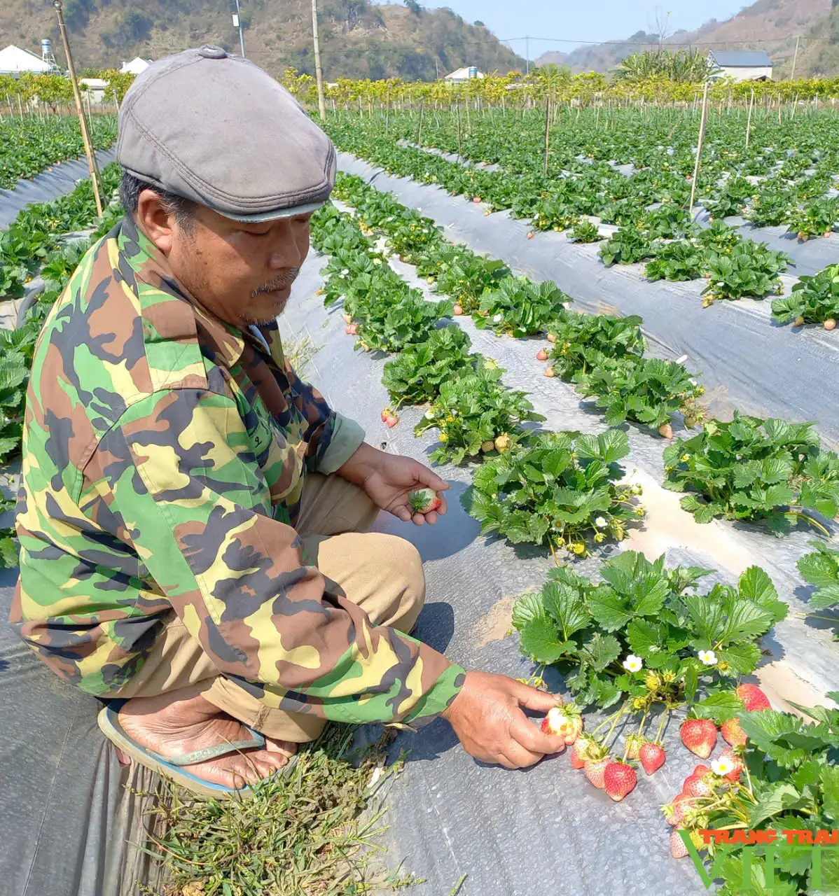 Dâu tây Sơn La – từ “chua chảy nước mắt” trở thành “món quà mong đợi”