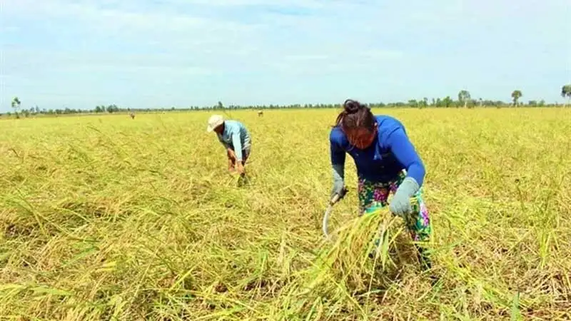 Đây là giống lúa “lạ mà quen” mùa nước nổi vùng Tứ giác Long Xuyên, Đồng Tháp Mười, gạo làm ra ai cũng muốn ăn