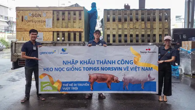 De Heus Việt Nam nhập khẩu lô heo đực giống Topigs Norsvin hàng đầu thế giới