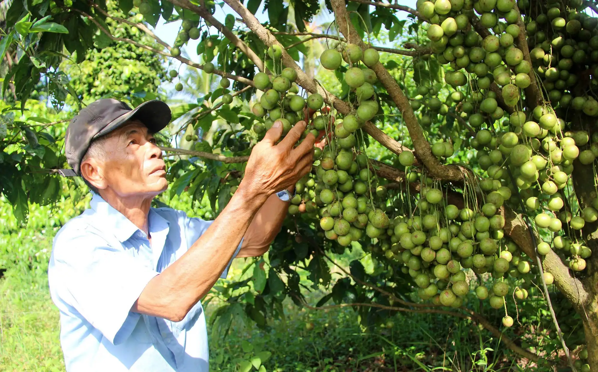 Dừa xiêm Tam Quan Bình Định ngon nhất Việt Nam, “rộng đường” sang thị trường Trung Quốc