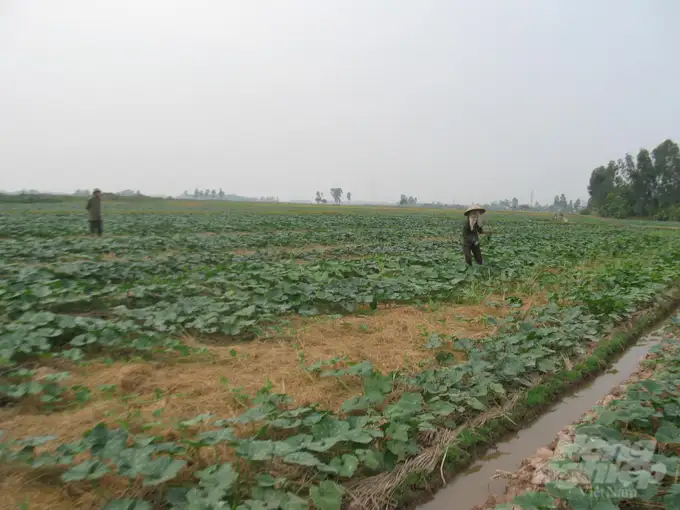 Gieo trồng rau màu theo phương pháp không làm đất