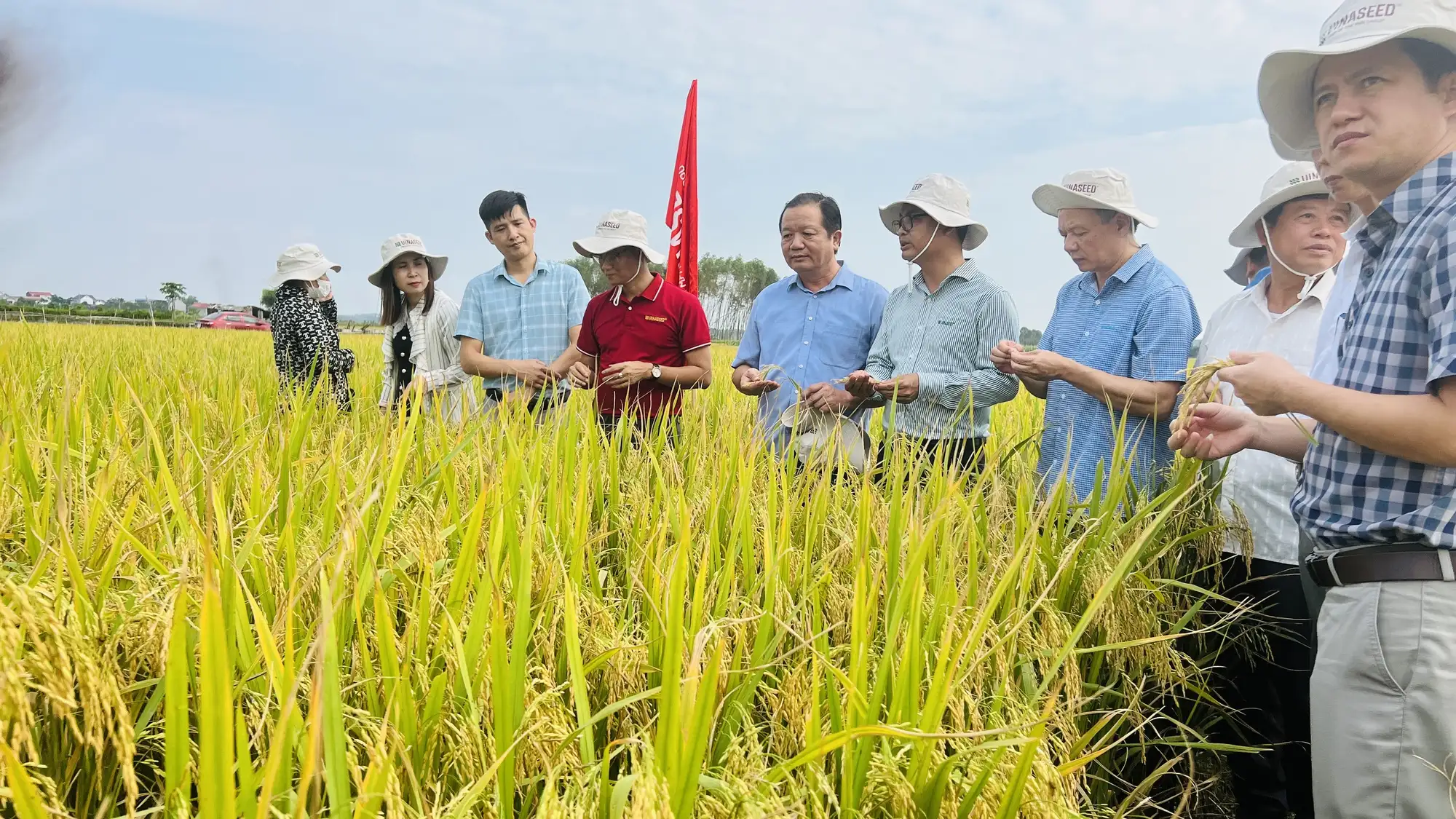 Giống lúa Dự Hương 8 (new): Tiềm năng và triển vọng trong sản xuất nông nghiệp Bắc Giang