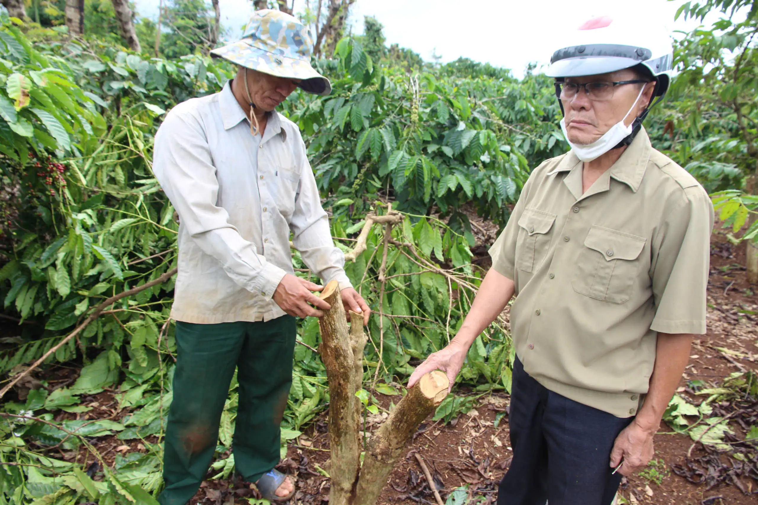 Giữa lúc giá cà phê cao kỷ lục, một nông dân Đắk Lắk bàng hoàng phát hiện vườn cà phê bị chặt cụt lủn