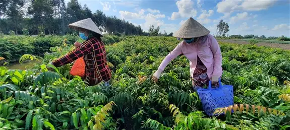 Gom giống rau dại mọc hoang khó đọc này về trồng, ai ngờ nông dân Hậu Giang hễ bẻ bán là hết veo