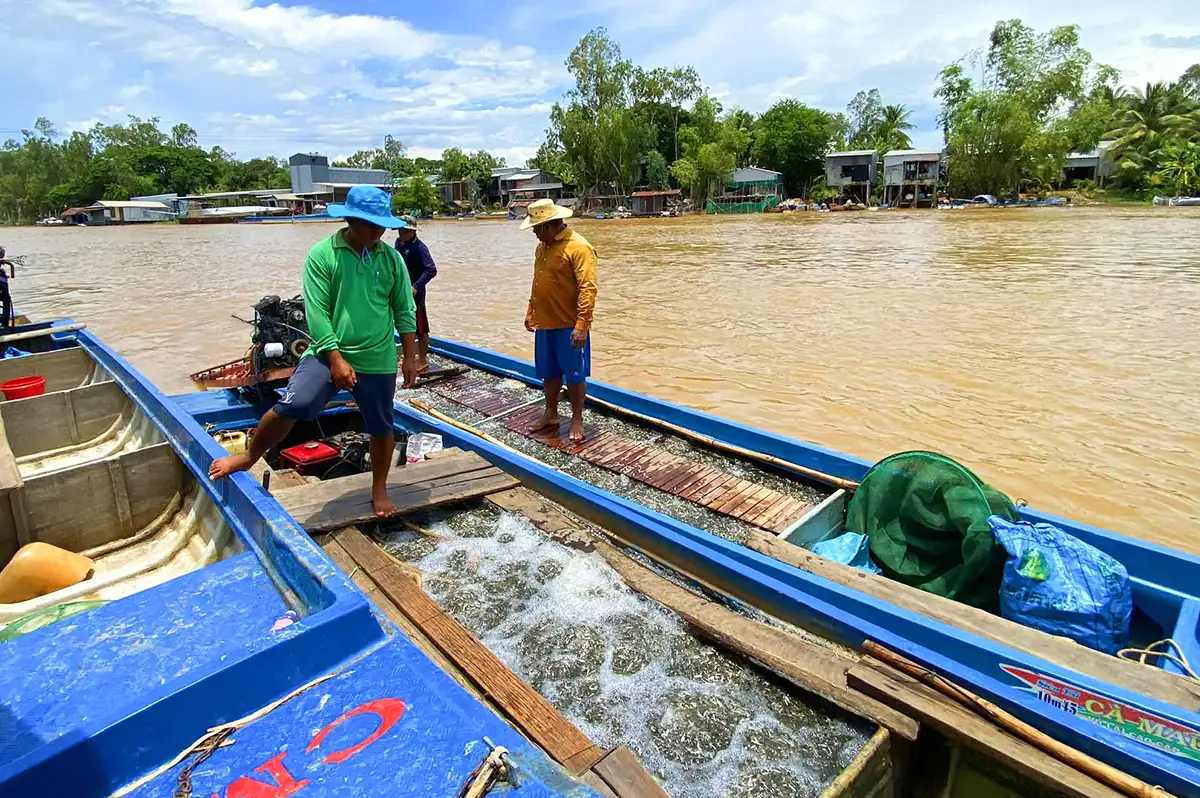 Hiếm thấy nơi nào như nơi này ở An Giang-cá đồng la liệt, ăn chả hết, mùa nước nổi xúc cả tấn cá linh