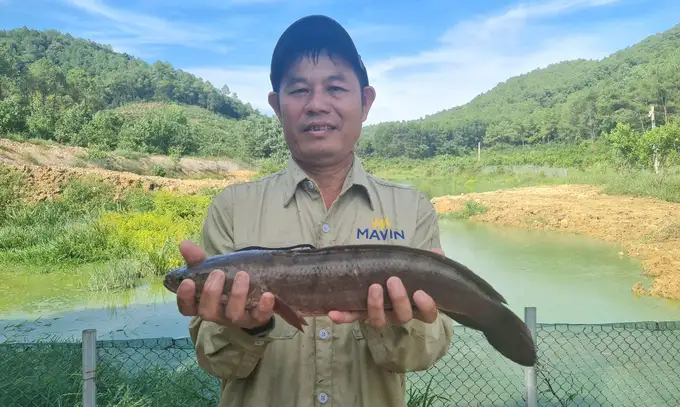 Lãi lớn từ nuôi cá lóc đầu nhím