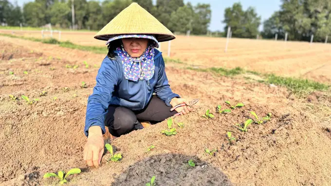 Làng rau trên cát tất bật xuống giống rau vụ đông