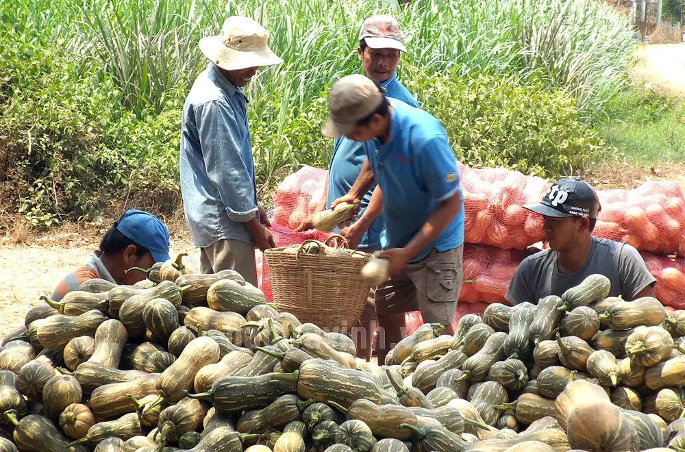 Loại quả ăn tốt cho não, cải thiện trí nhớ này nằm la liệt ngoài ruộng ở Trà Vĩnh, dân bẻ, thương lái mua hết