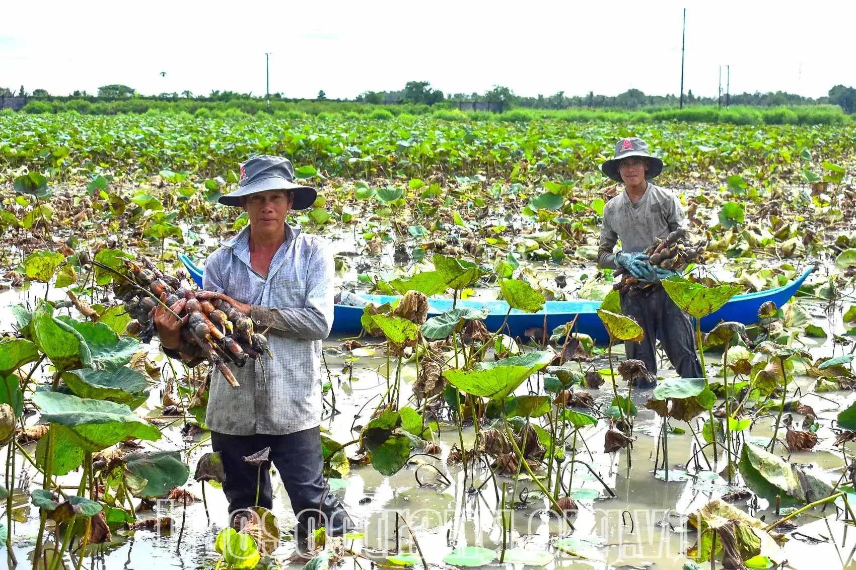 Lội ruộng trũng trồng loại cây tốt um, lần bùn móc lên toàn củ to dài, nông dân Sóc Trăng bán hút hàng