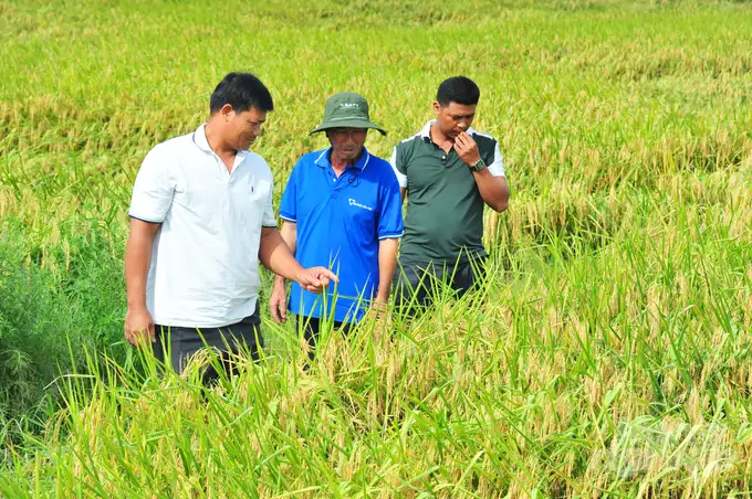 Mô hình canh tác lúa thông minh lãi 54 triệu đồng/ha