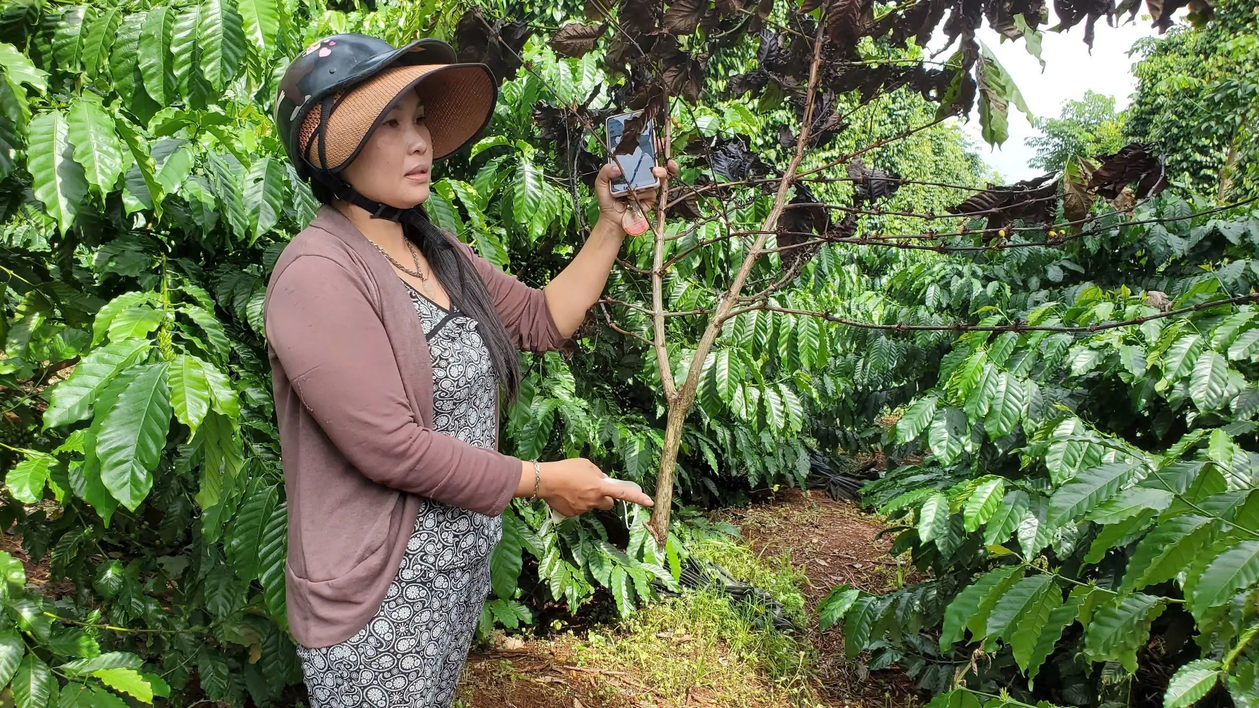 Mới đầu vụ mà nạn trộm cắp cà phê đã hoành hành ở Gia Lai, có nhà sau một đêm bị vặt sạch 40 cây