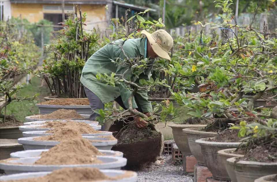 “Một làng” ở TP HCM có “cánh đồng” 650ha trồng cây cảnh đang hot vừa được công nhận điều này