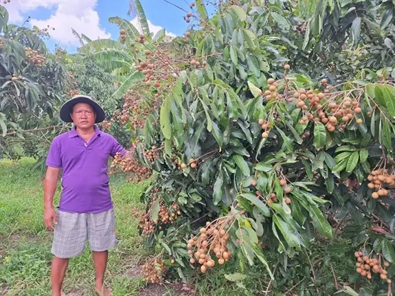 Một ông nông dân Hậu Giang trồng cây thấp tè đã ra trái đặc sản trĩu cành, bẻ hàng tấn, bán hút hàng