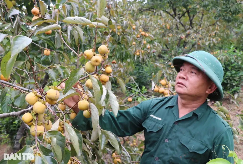 Một xã thu hàng chục tỷ đồng từ loại quả ngâm 3 ngày mới ăn được