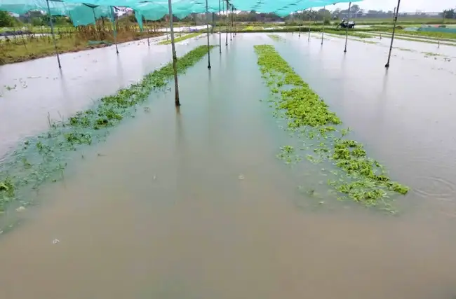 Mưa lớn, nhiều diện tích hoa màu của nông dân ở Nghệ An lại chìm nghỉm trong nước