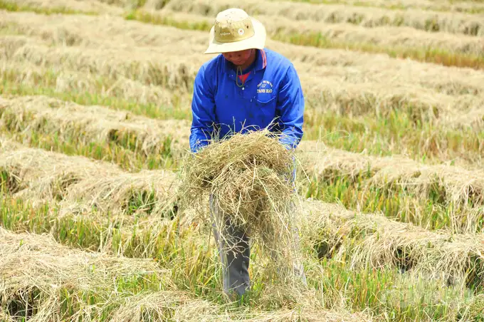 Nhân rộng mô hình kinh tế tuần hoàn từ rơm ở Cần Thơ