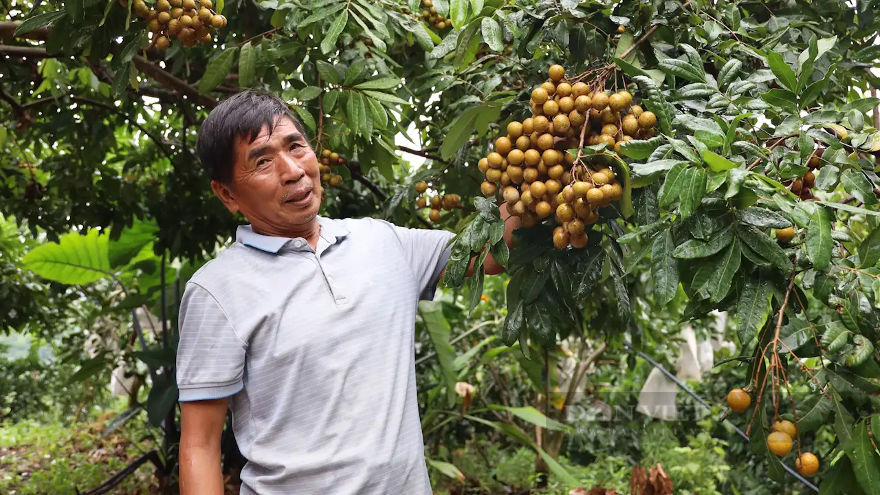 Những đổi thay sau Hội nghị Thủ tướng đối thoại với Nông dân 2023: Đột phá từ xây dựng 5 vùng nguyên liệu (Bài 2)