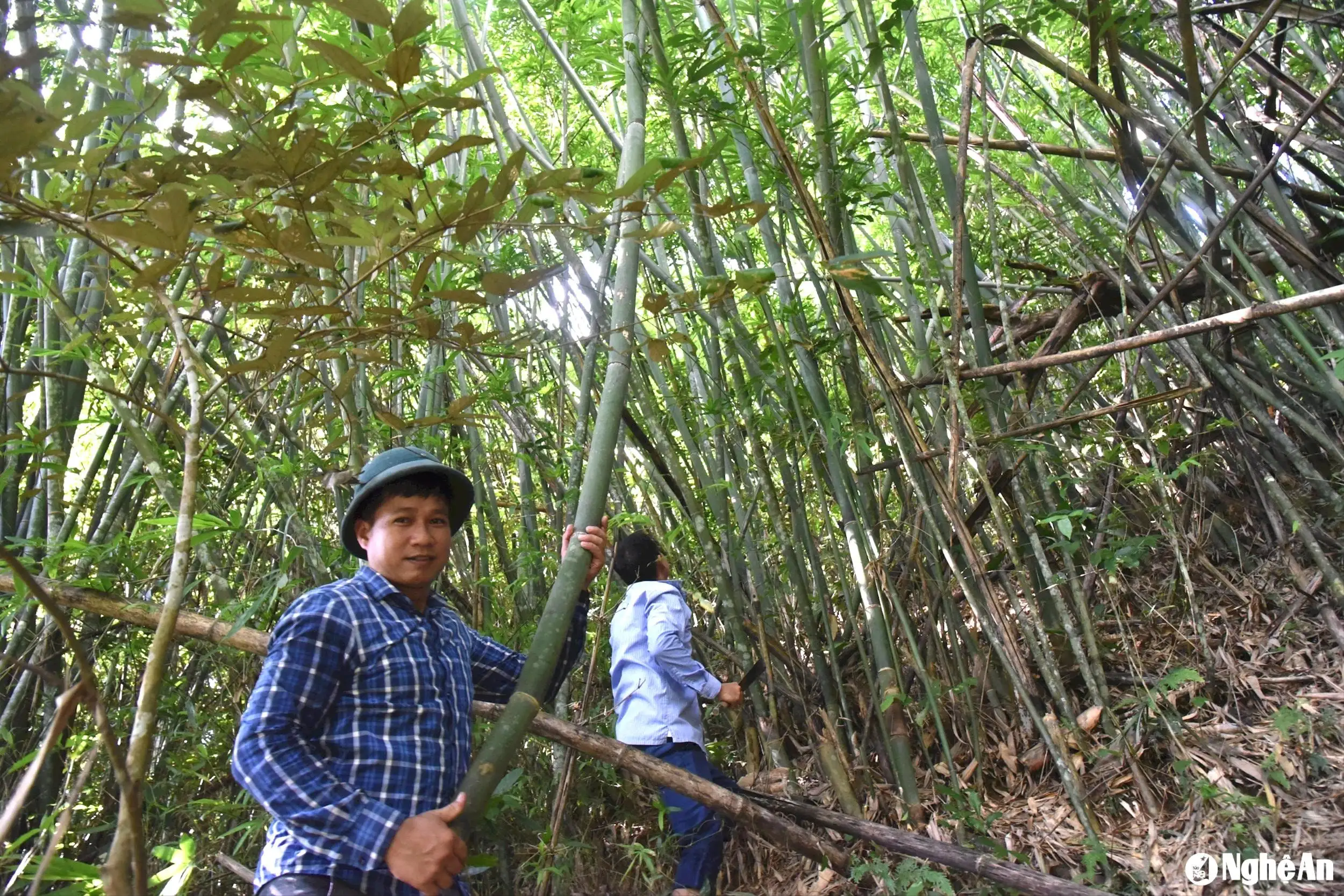 “Niềm vui nhân đôi” của người trồng rừng ở Nghệ An