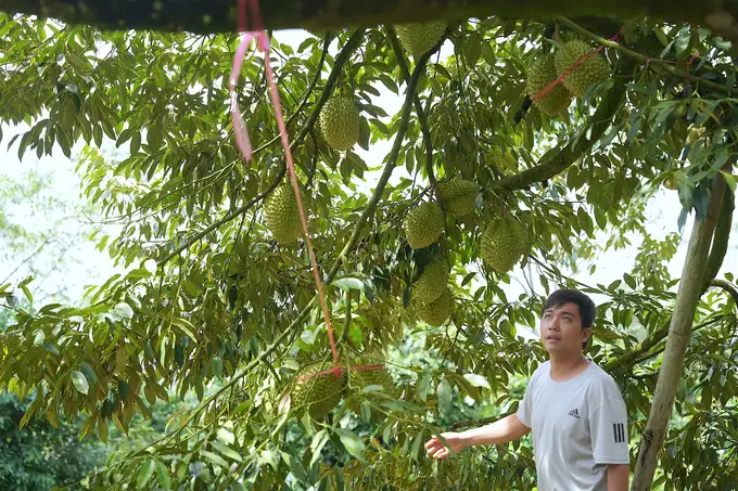 Nông dân ‘4 chấm’ ở Đắk Nông: Vườn sầu riêng ‘sinh’ tiền của cặp vợ chồng 9X