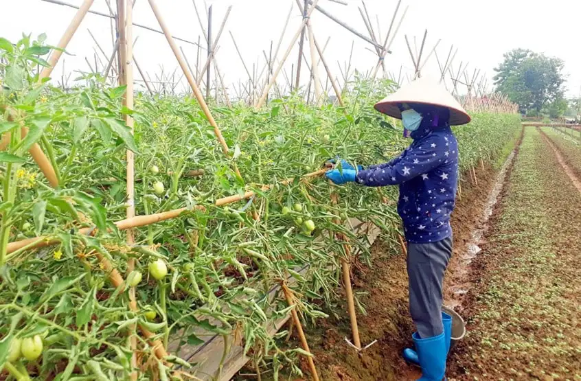 Nông dân Hà Nội tập trung sản xuất vụ cuối năm