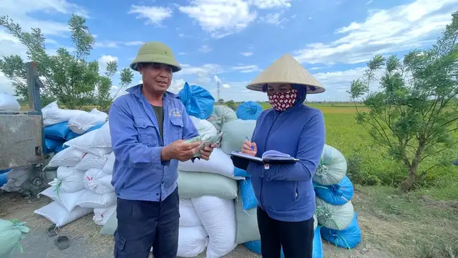 Nông dân một xã ở Thái Bình rủ nhau vào hợp tác xã, liên kết trồng lúa, thu lãi cao