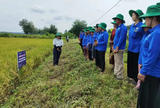 Nông dân tham gia huấn luyện quản lý dịch hại trên cây lúa