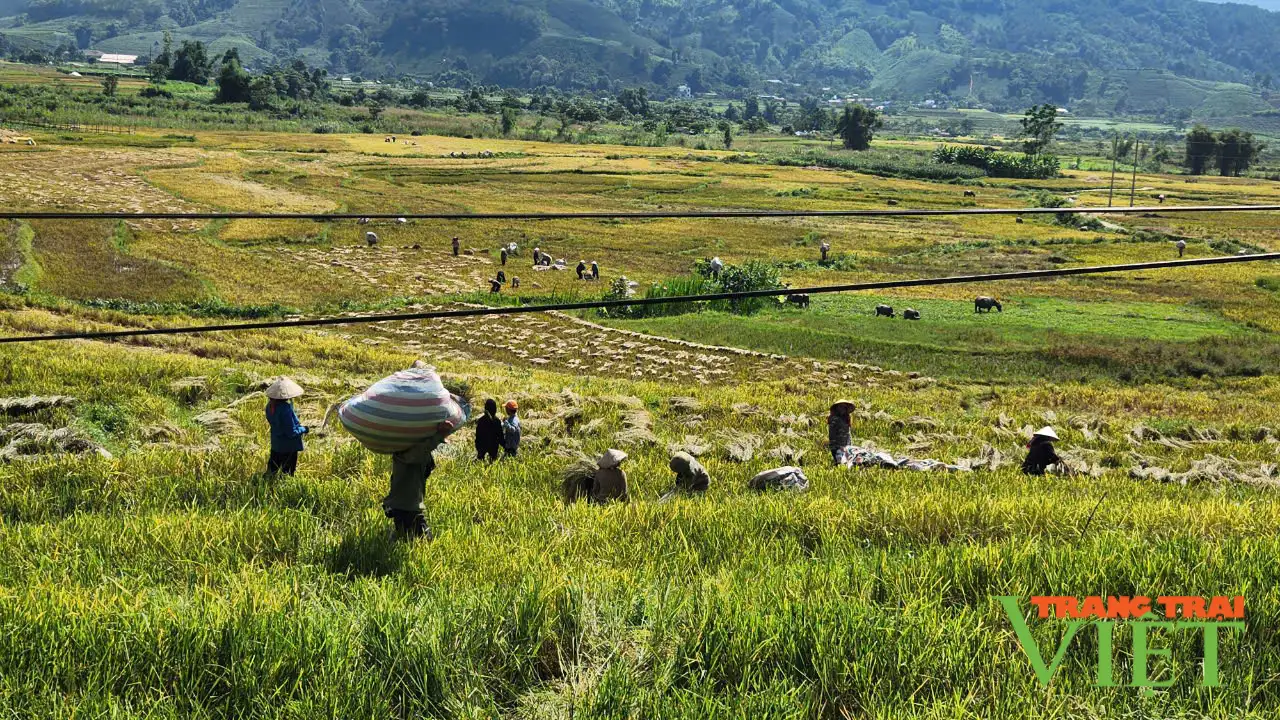 Nông dân Than Uyên hối hả thu hoạch lúa mùa