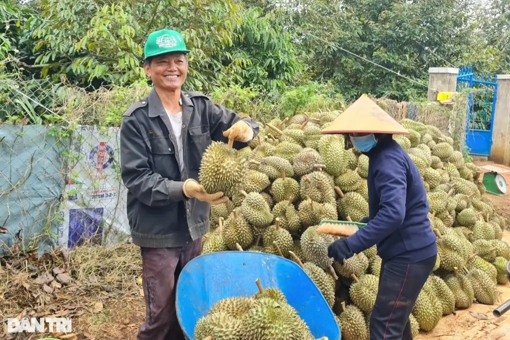 Nông sản được giá, người dân tỉnh thuần nông sắm hàng nghìn ô tô