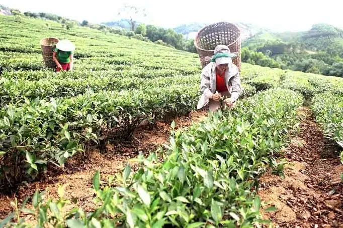 Chuyển đổi cơ cấu kinh tế, tạo động lực xây dựng nông thôn mới tại các xã đặc biệt khó khăn trên địa bàn tỉnh Nghệ An