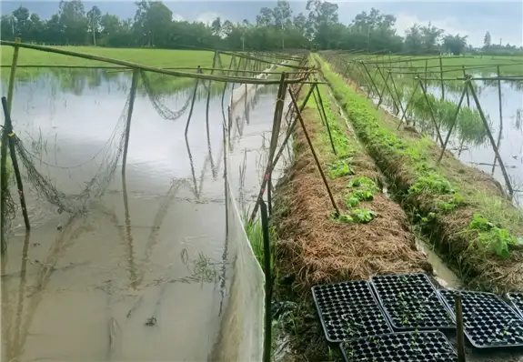 Nuôi cá đồng trong ruộng lúa, trên bờ trồng rau ở Hậu Giang, nông dân có thu nhập tốt hơn hẳn