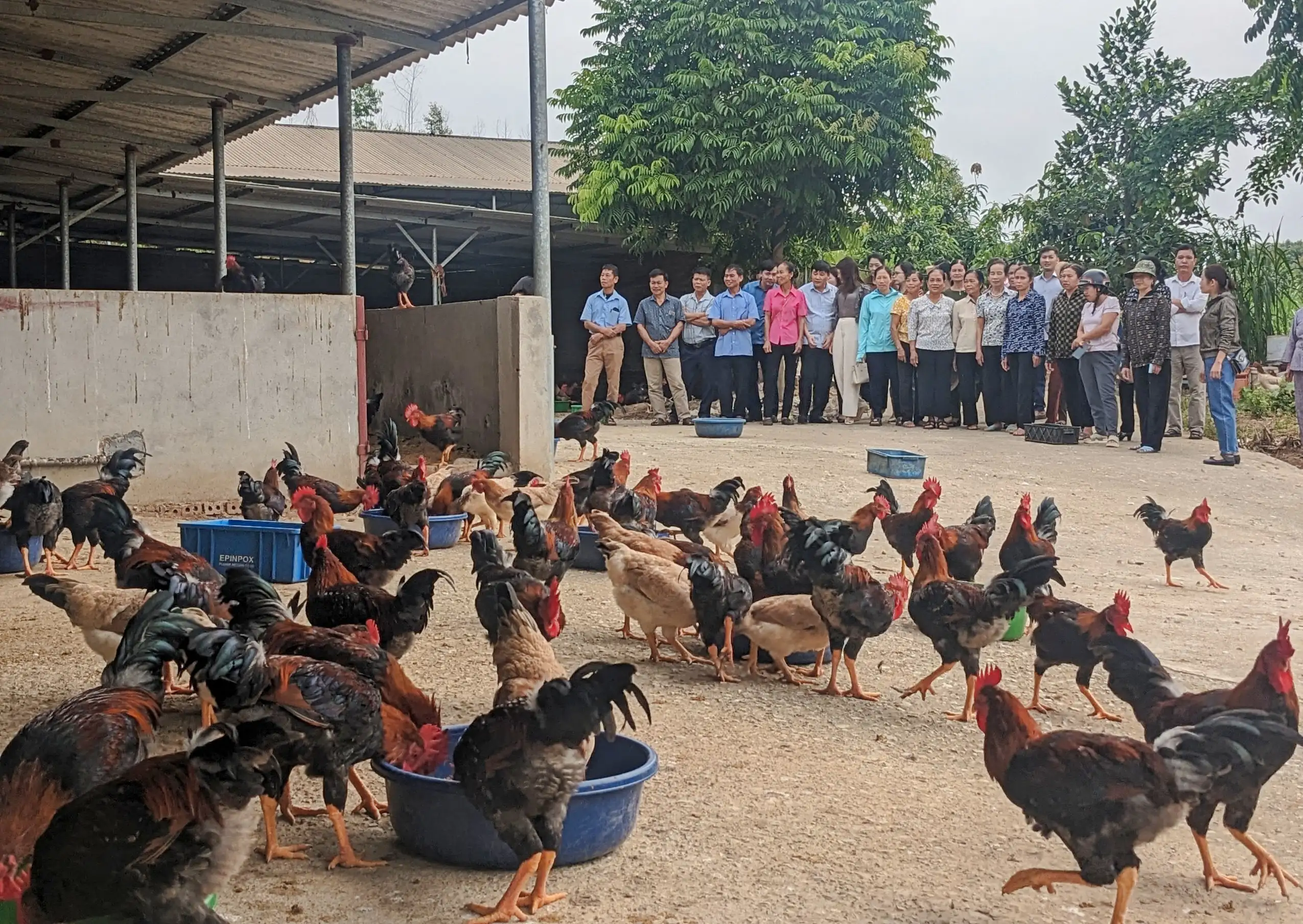 Nuôi gà kiểu gì mà cứ 3 tháng, các hộ nông dân Phú Thọ bán một lứa, lãi hơn 200 triệu đồng?