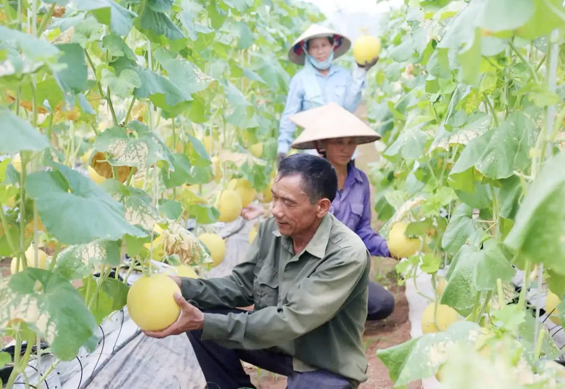 Sản xuất nông sản an toàn: Kiểm soát chất lượng và hướng tới xuất khẩu