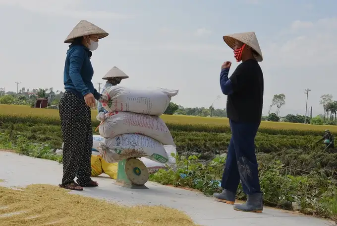 Sau bão Yagi giá lúa ở miền Bắc tăng cao, doanh nghiệp khó mua