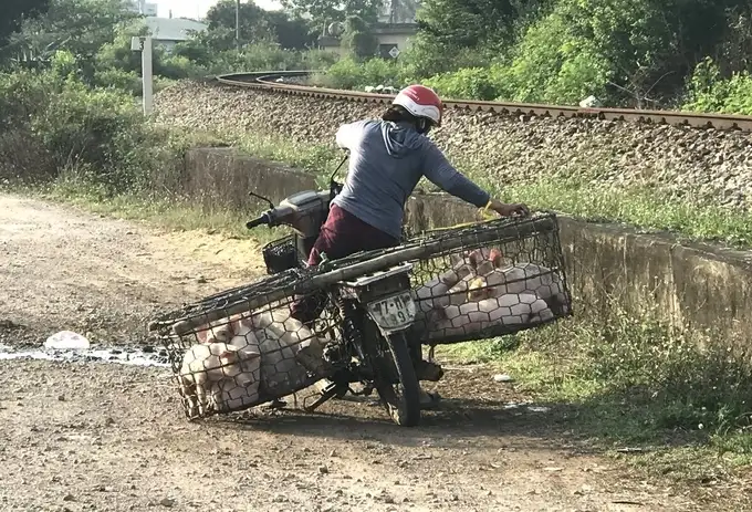 Tái đàn heo bền vững: [Bài 2] Không lơ là dịch bệnh