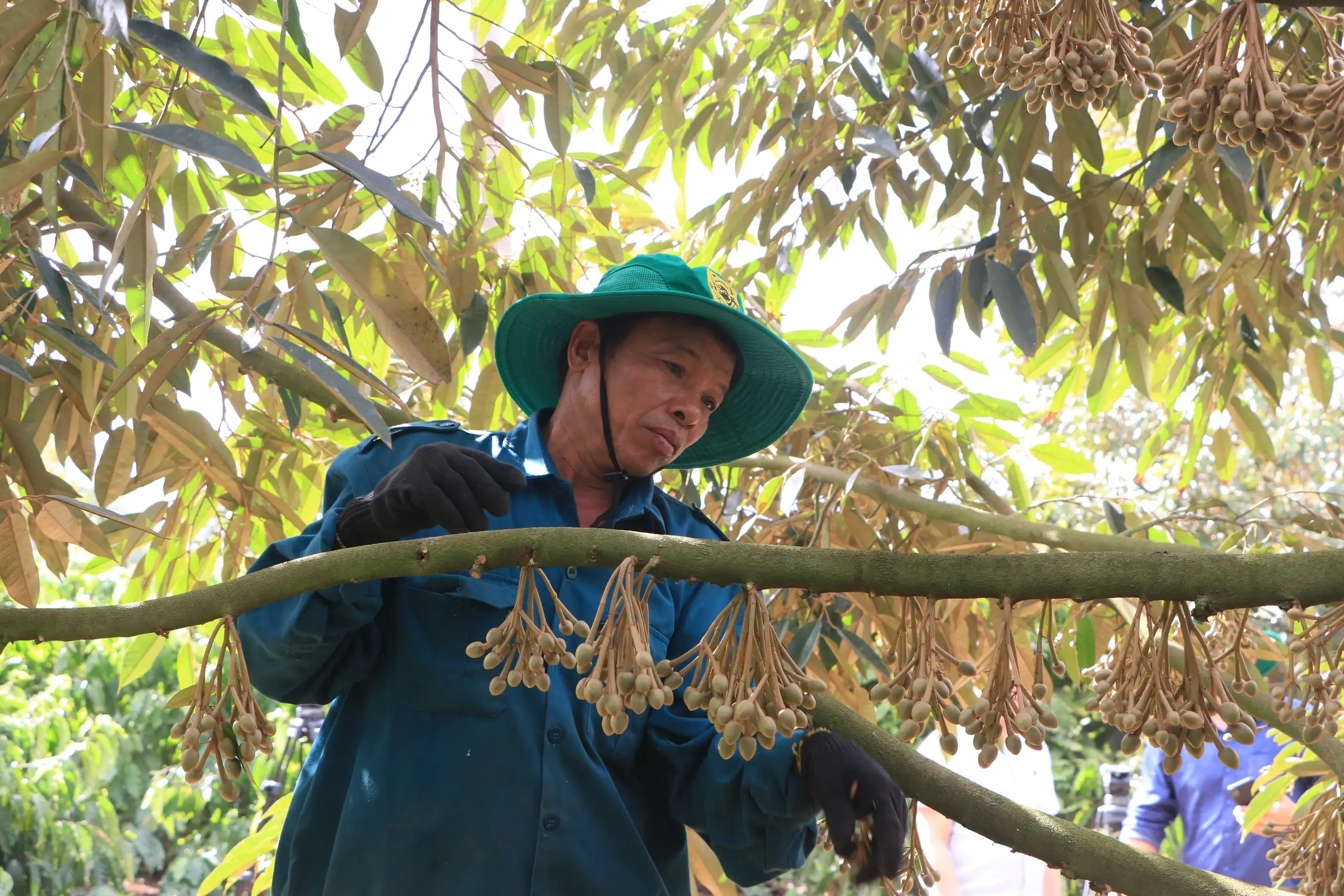 Thứ trưởng Bộ NNPTNT Hoàng Trung: Duy trì mã số vùng trồng, vai trò của địa phương là rất quan trọng