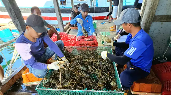 Tôm hùm cỡ lớn khó tiêu thụ, người nuôi lỗ nặng