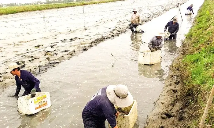 Trên ruộng lúa, dân nơi này ở Kiên Giang nuôi con “thẻ bảo hiểm” bắt con to bự, “con thẻ bảo hiểm” là con gì?