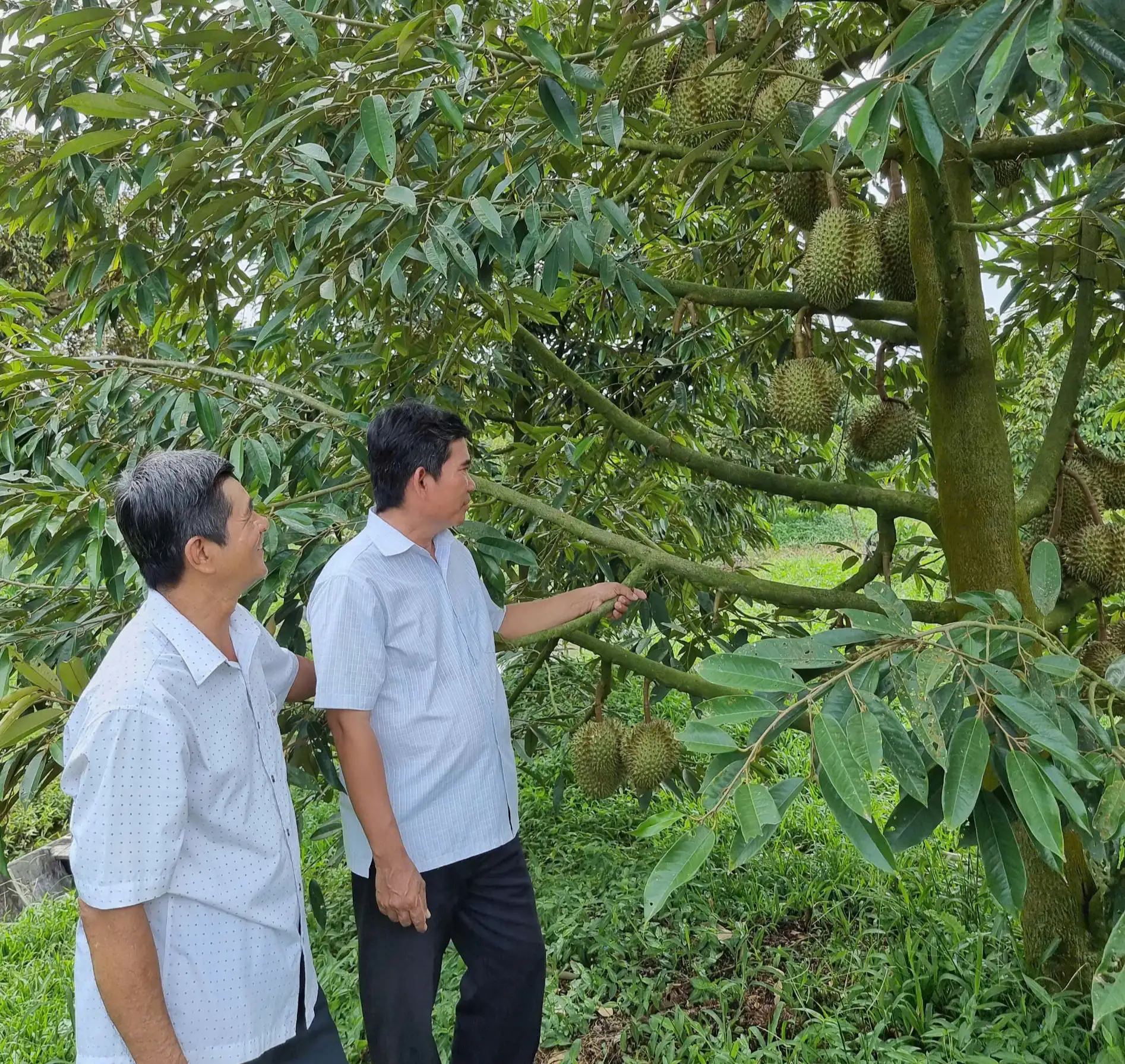 Trồng 2 loại cây đặc sản, cây nào cũng ra trái ngon, một HTX ở Cần Thơ giúp nông dân giàu hẳn luôn